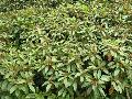 David Viburnum / Viburnum davidii 